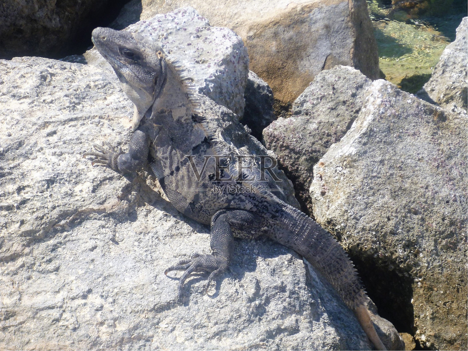 日光浴鬣蜥照片摄影图片