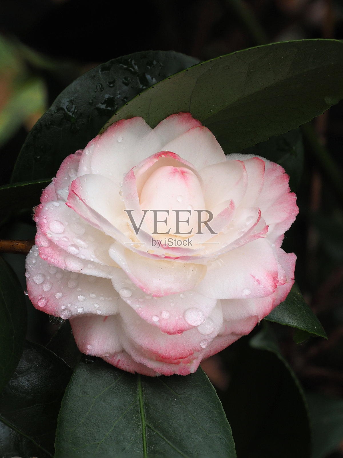 极端景深的照片与水茶花滴照片摄影图片