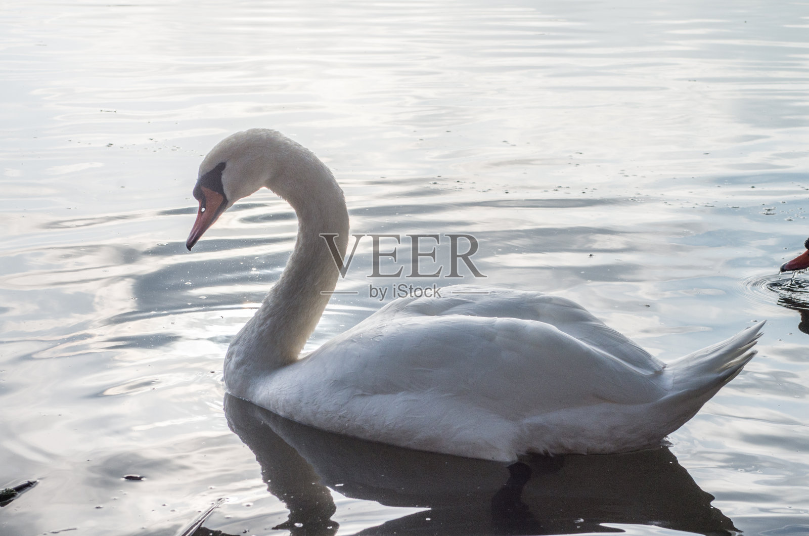 池塘里的天鹅照片摄影图片