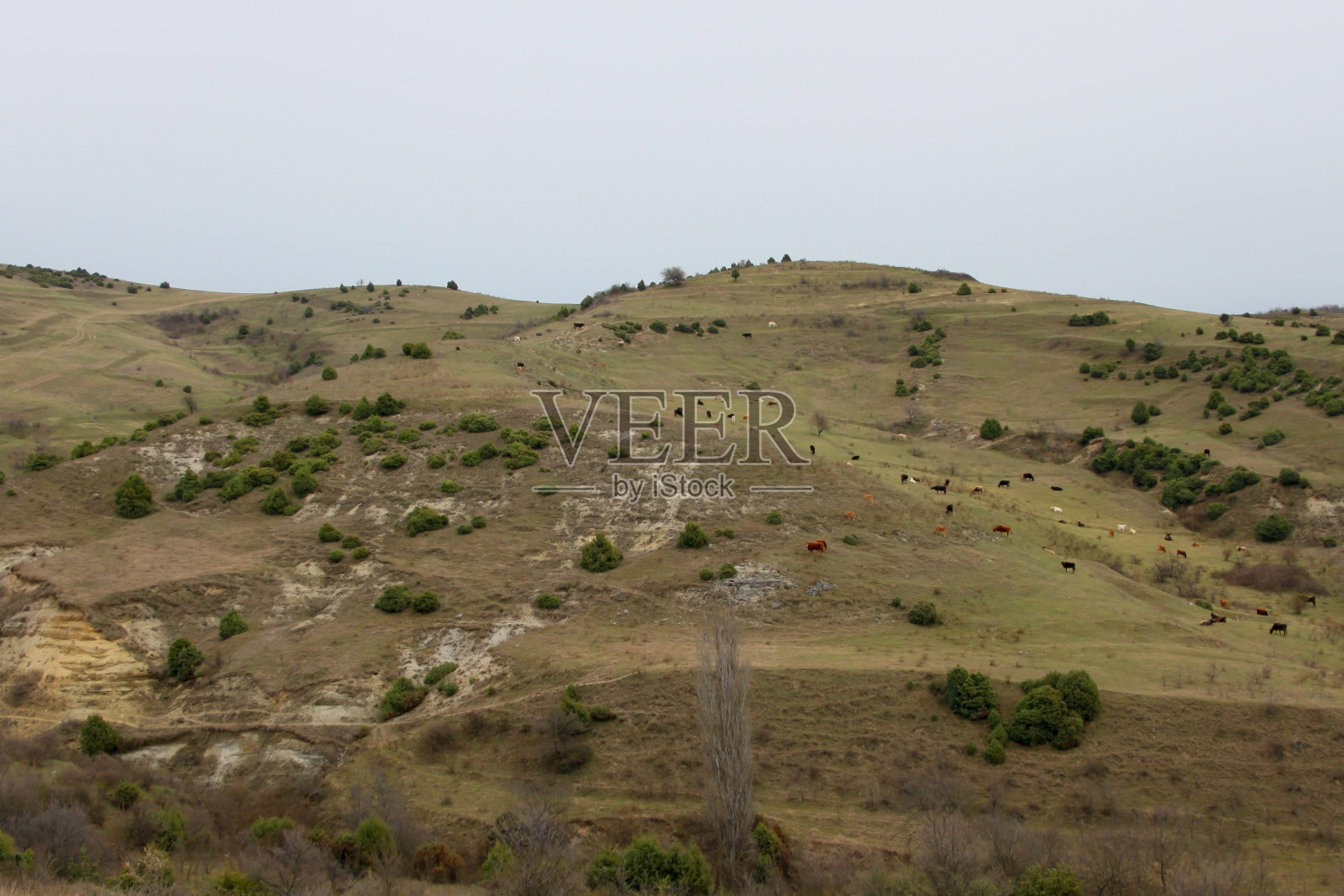 田园照片摄影图片