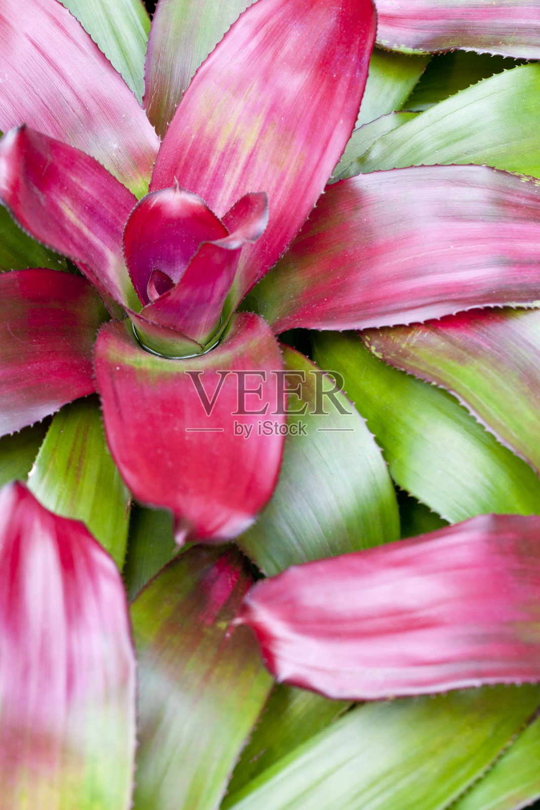 新格列属植物照片摄影图片