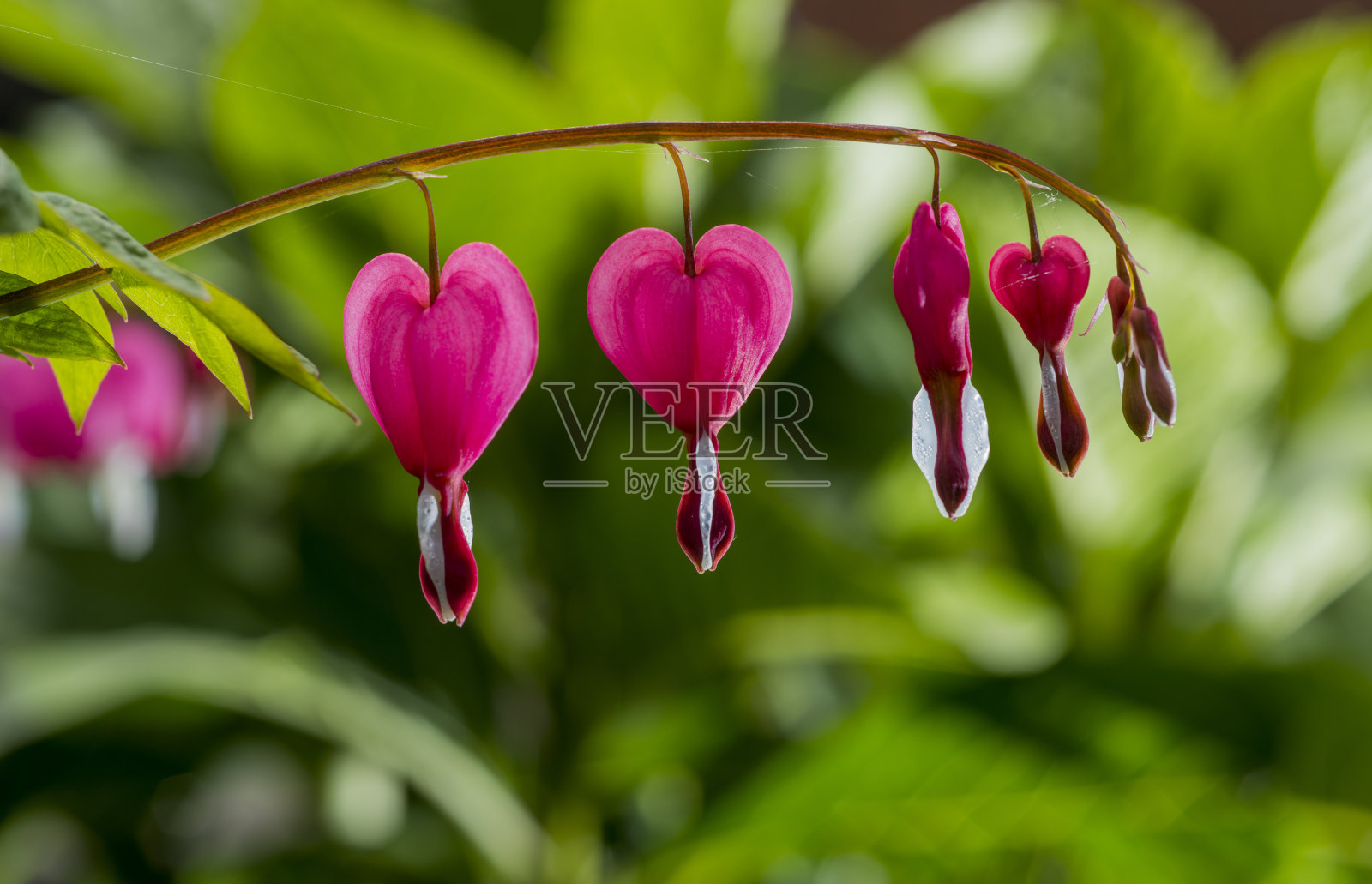 流血的心花(双心花)在自然背景照片摄影图片
