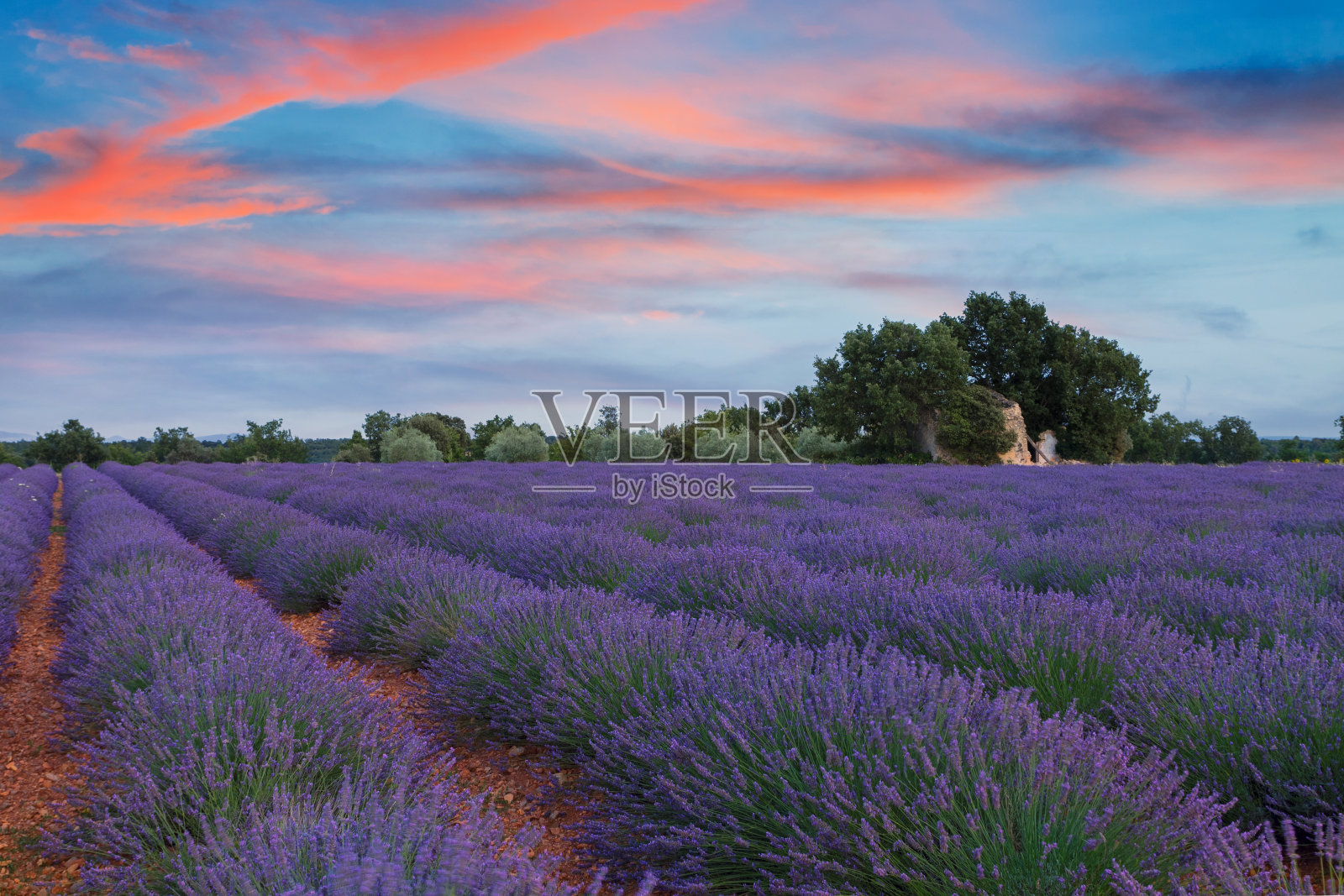 普罗旺斯薰衣草田的美丽颜色，瓦伦索照片摄影图片