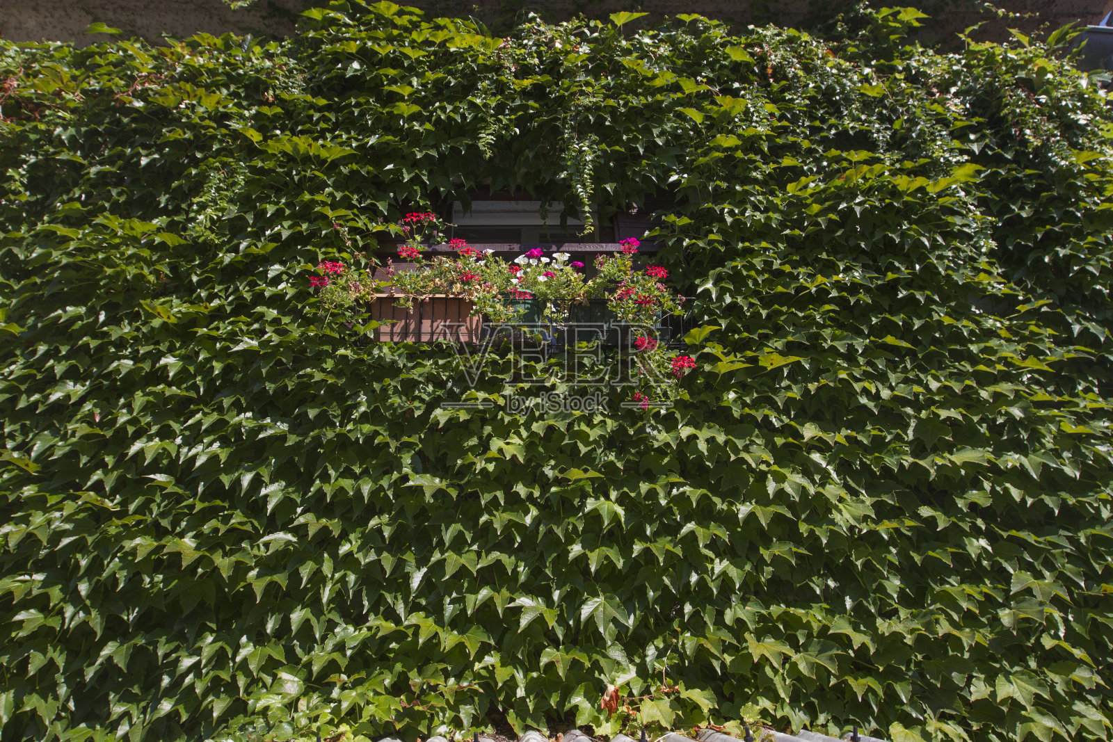 绿色的墙照片摄影图片