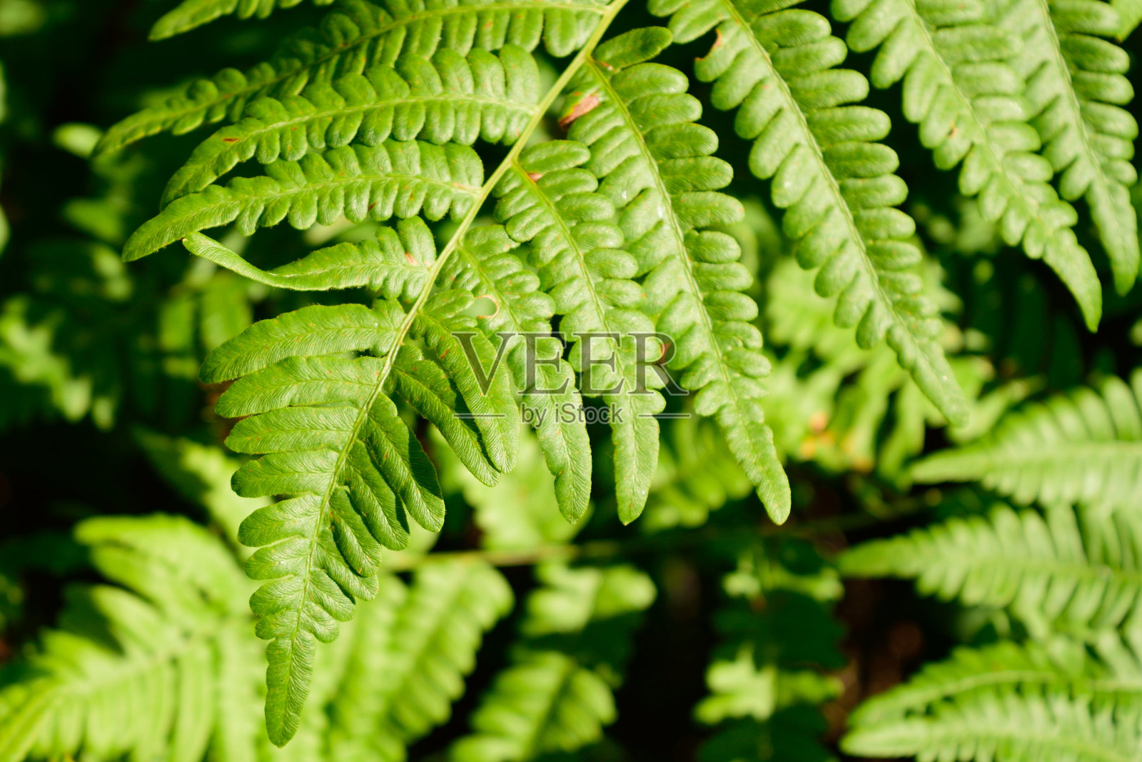 蕨类植物(蕨类蕨类植物)叶片尖端照片摄影图片