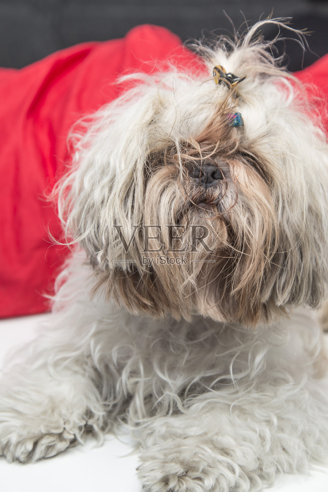 蓬乱的石子毛小狗狗肖像照片摄影图片