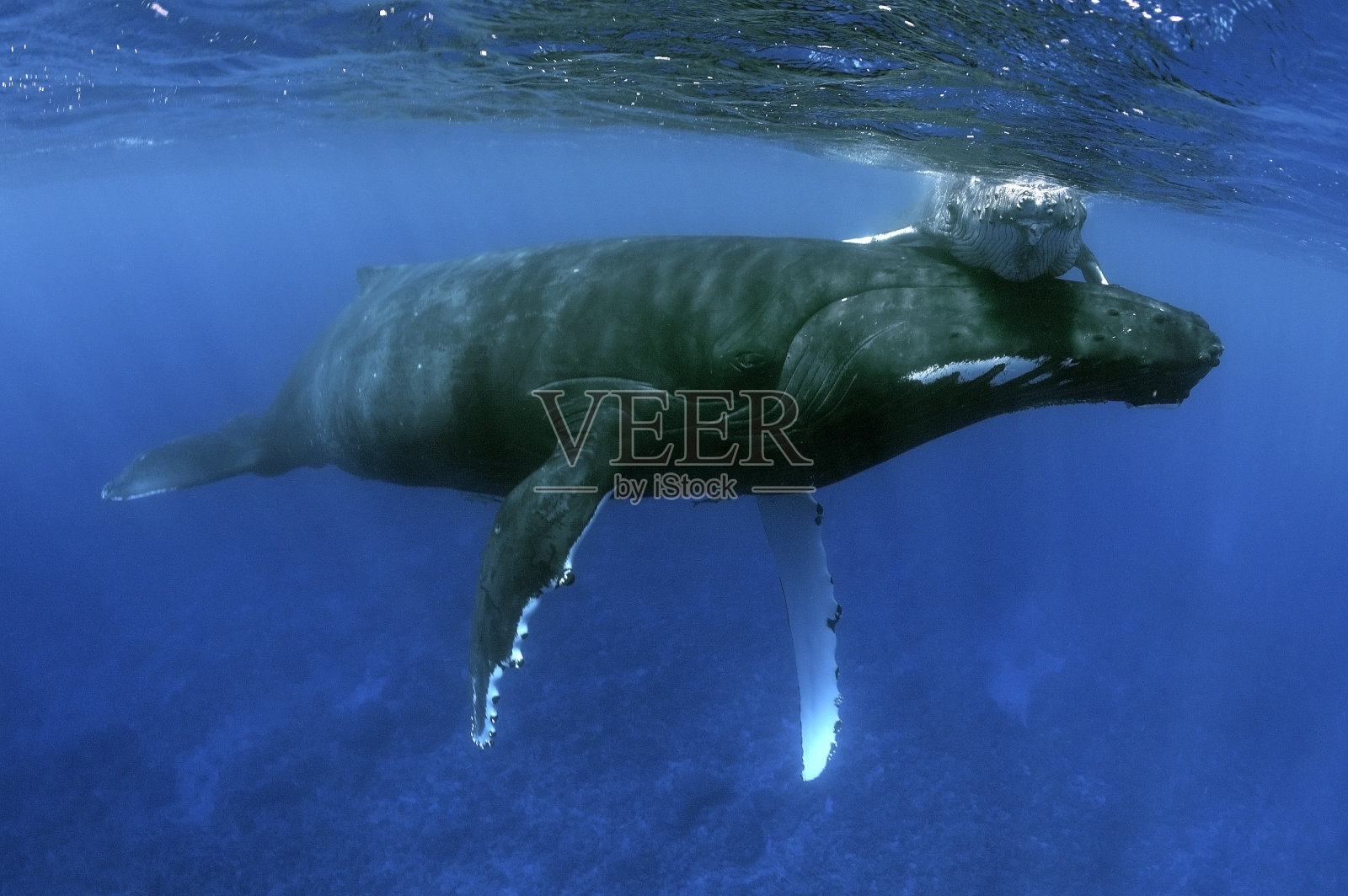 座头鲸照片摄影图片