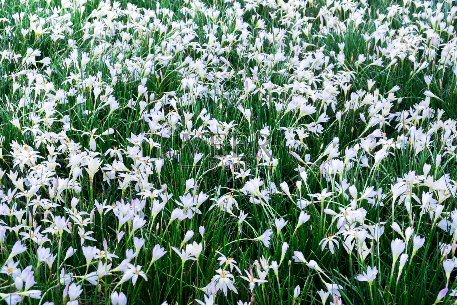 地上长满了小白花照片摄影图片