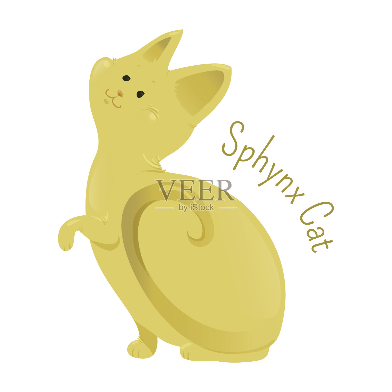 斯芬克斯猫孤立在白色背景插画图片素材