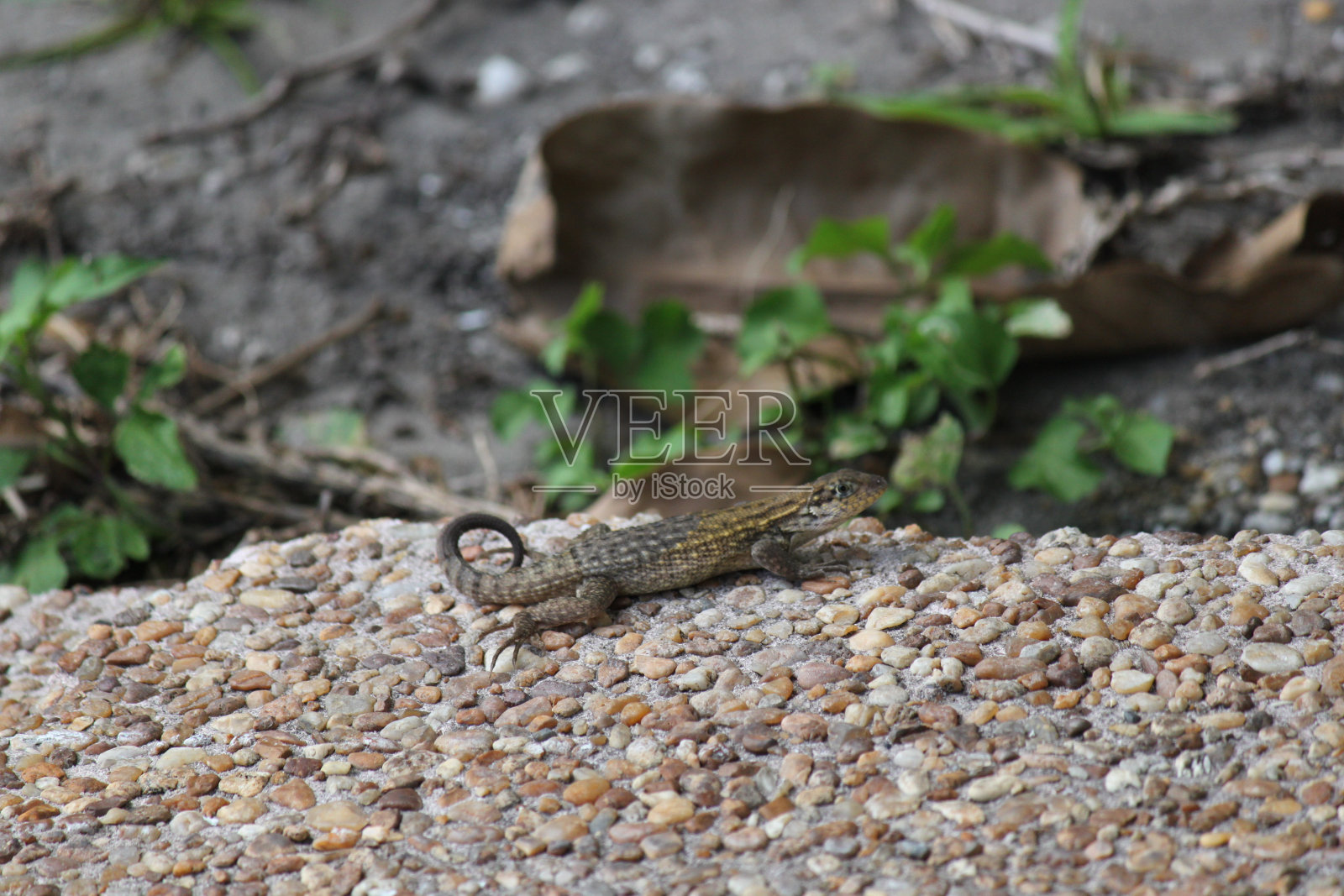 卷曲的尾随蜥蜴照片摄影图片