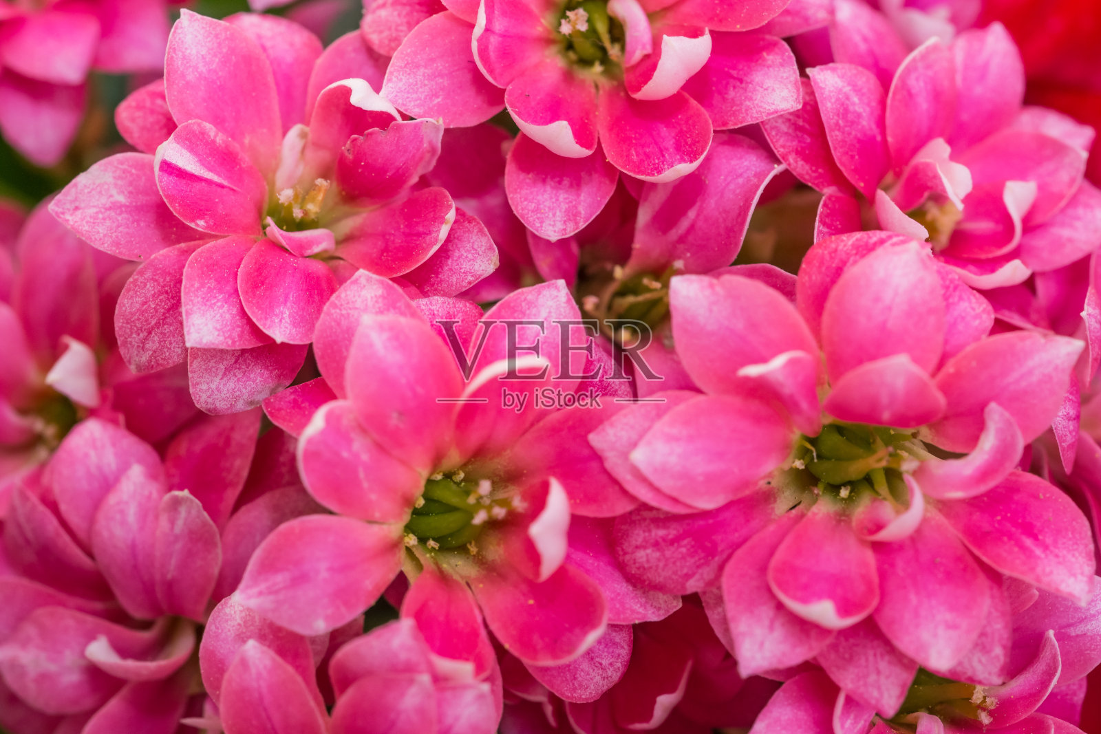 美丽的花园鲜花，色彩生动活泼照片摄影图片