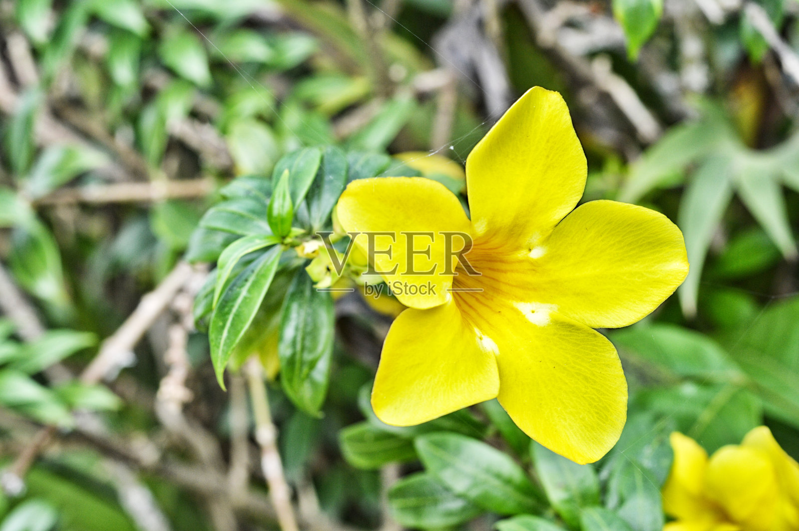 黄色的小号花照片摄影图片