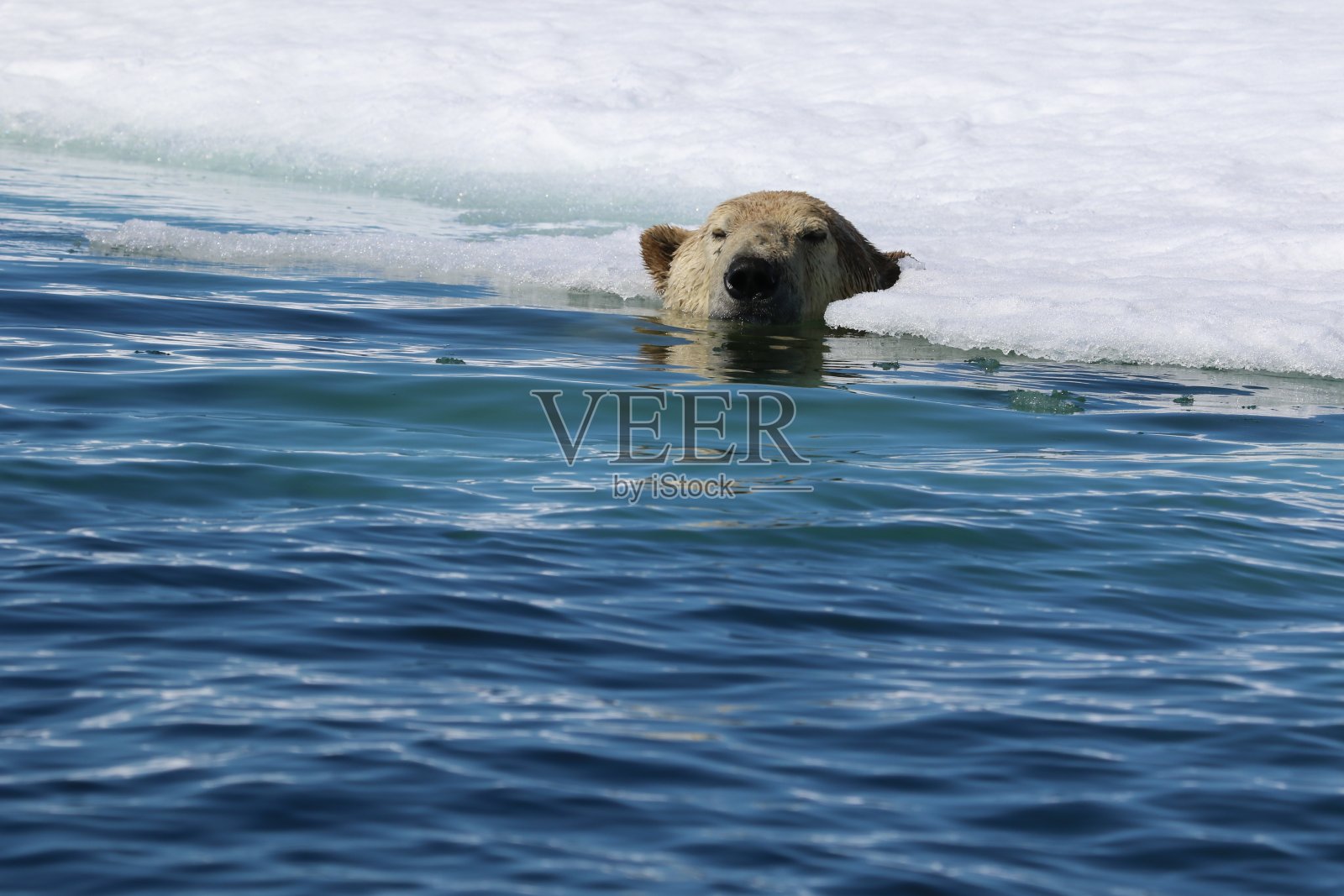 北极海中的北极熊照片摄影图片