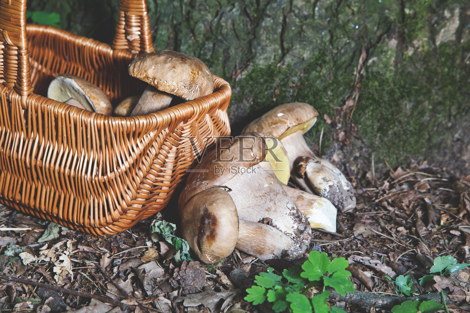 梦见摘蘑菇的人。蘑菇篮子。照片摄影图片