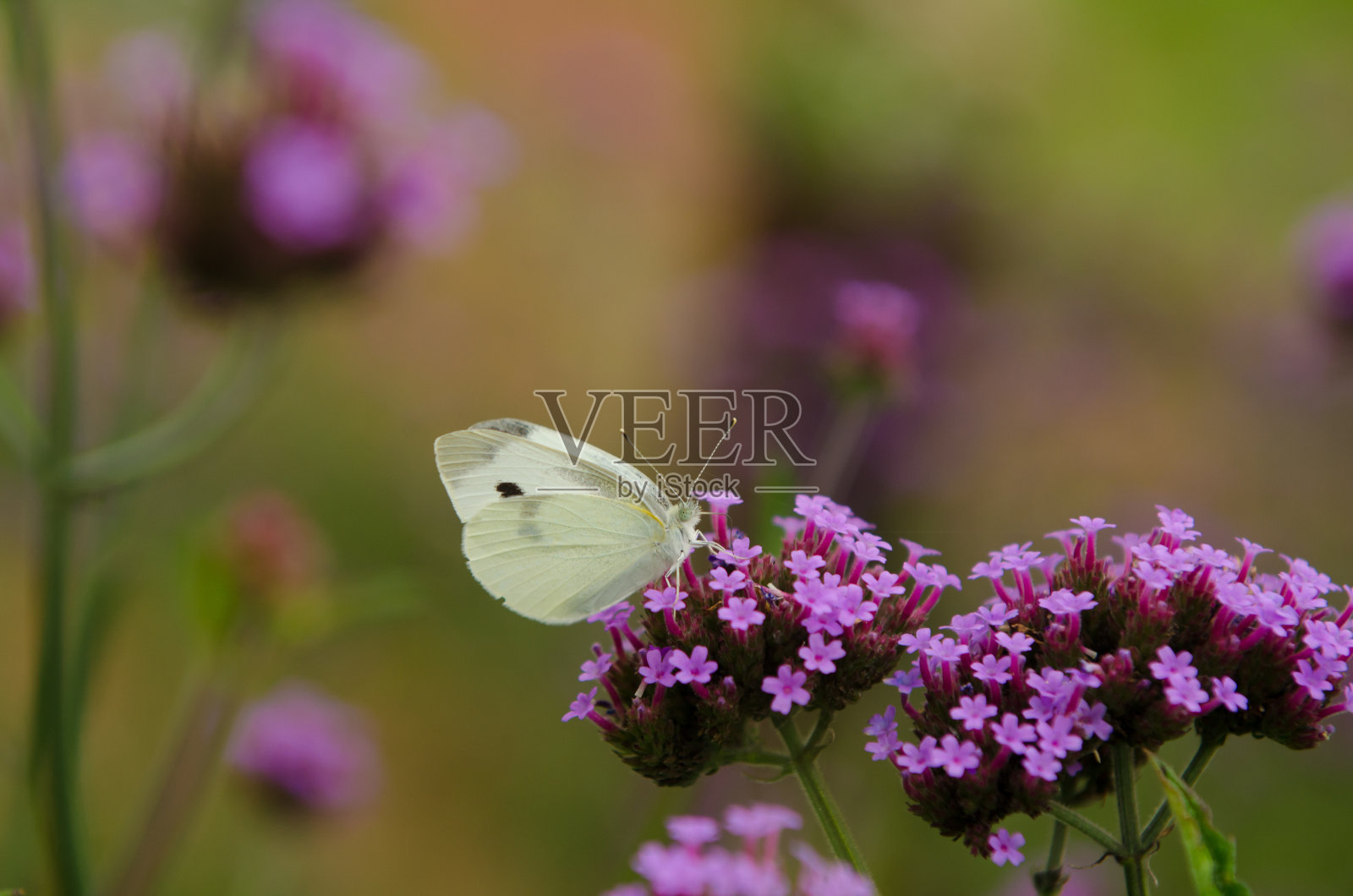 蝴蝶在花照片摄影图片