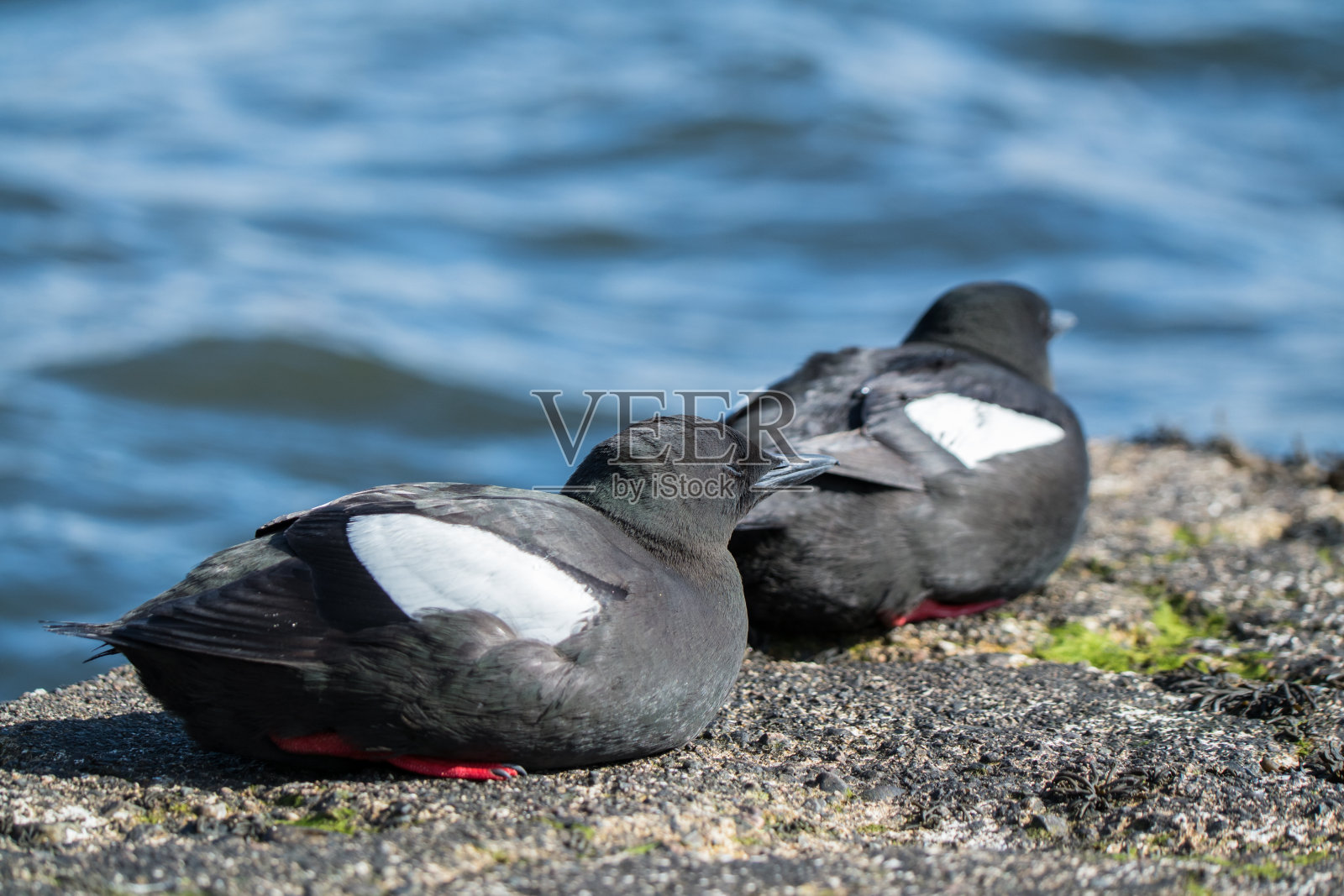 黑海鸠，山头狮，两只岩石上的鸟，苏格兰照片摄影图片