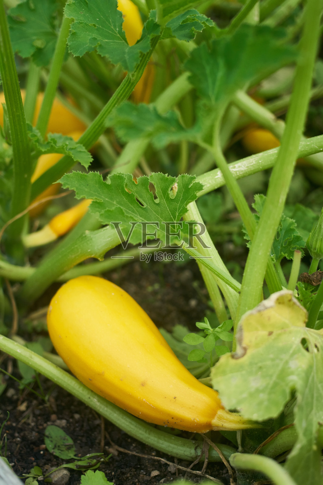 田间鲜黄花特写照片摄影图片