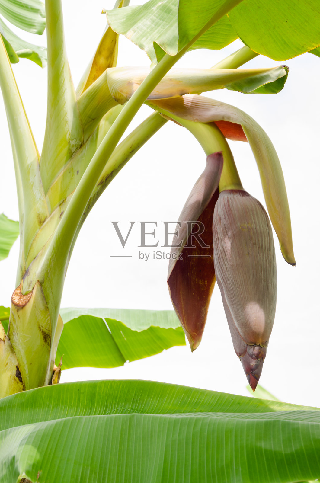 香蕉花照片摄影图片