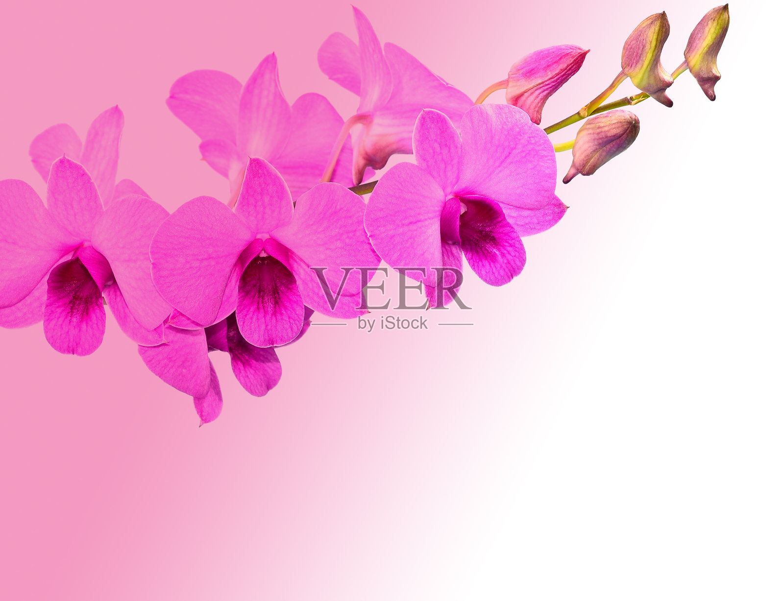 兰花照片摄影图片