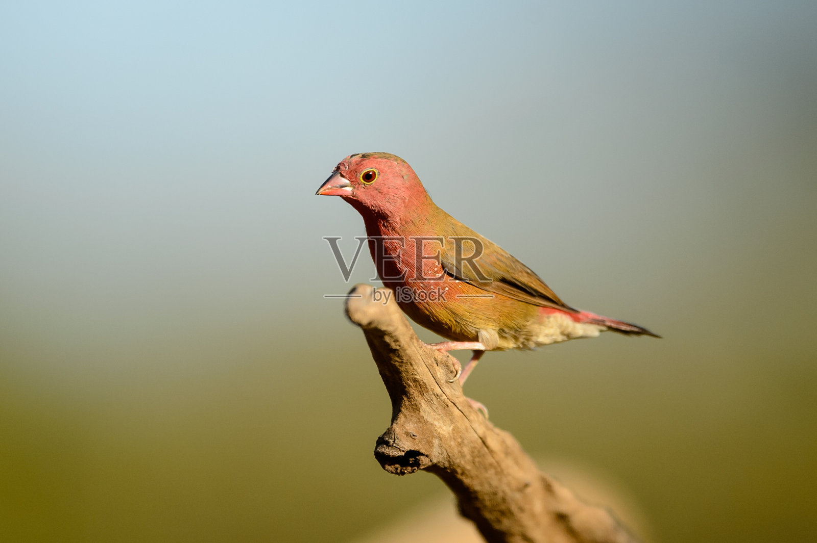 红嘴firefinch男性照片摄影图片