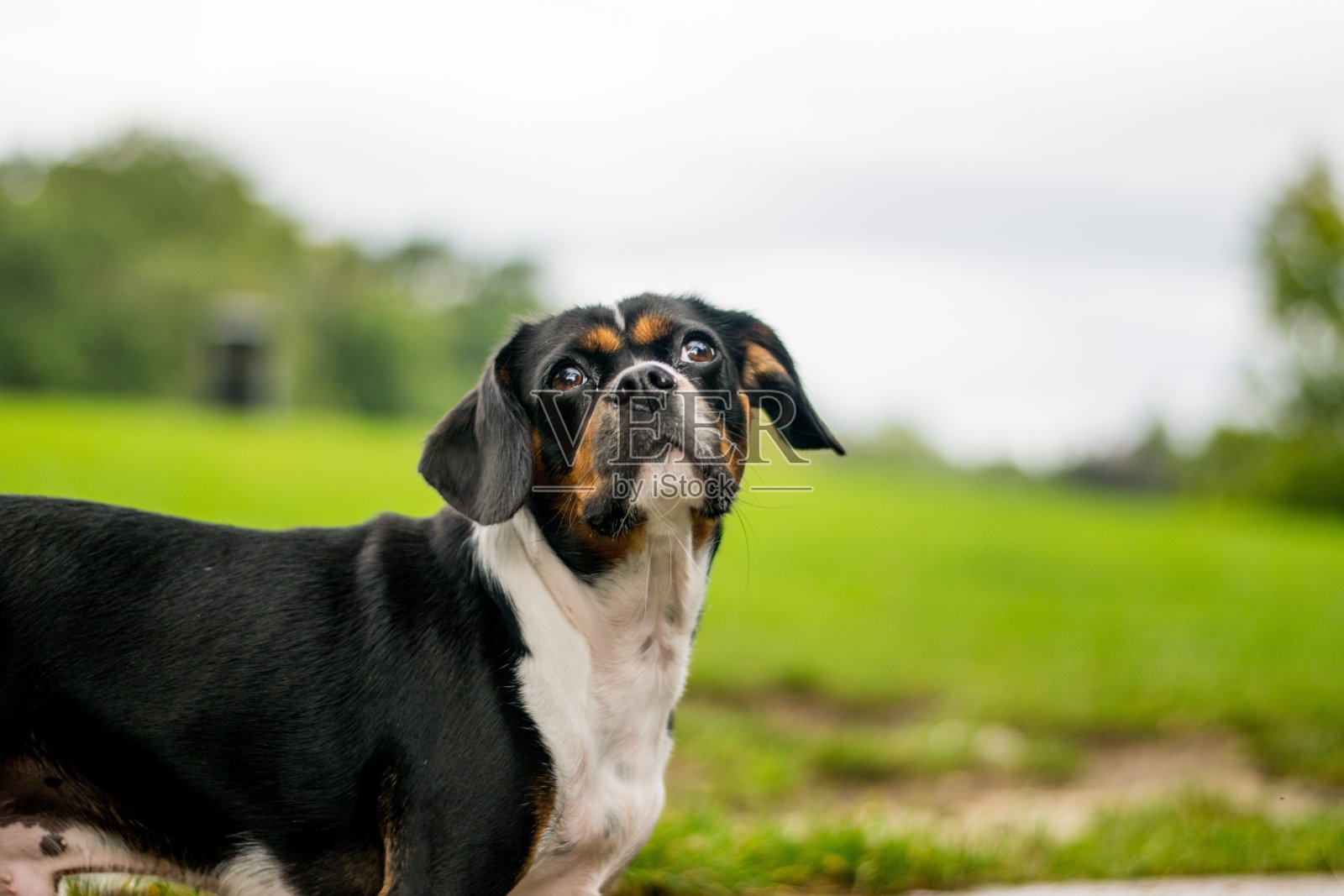 公园里的狗照片摄影图片