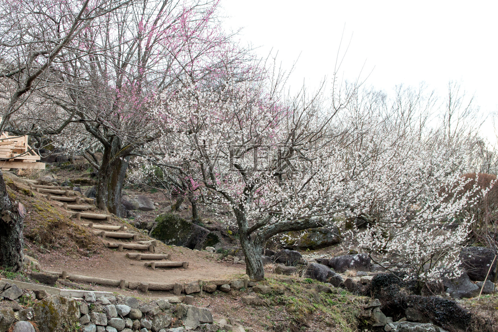 梅树照片摄影图片