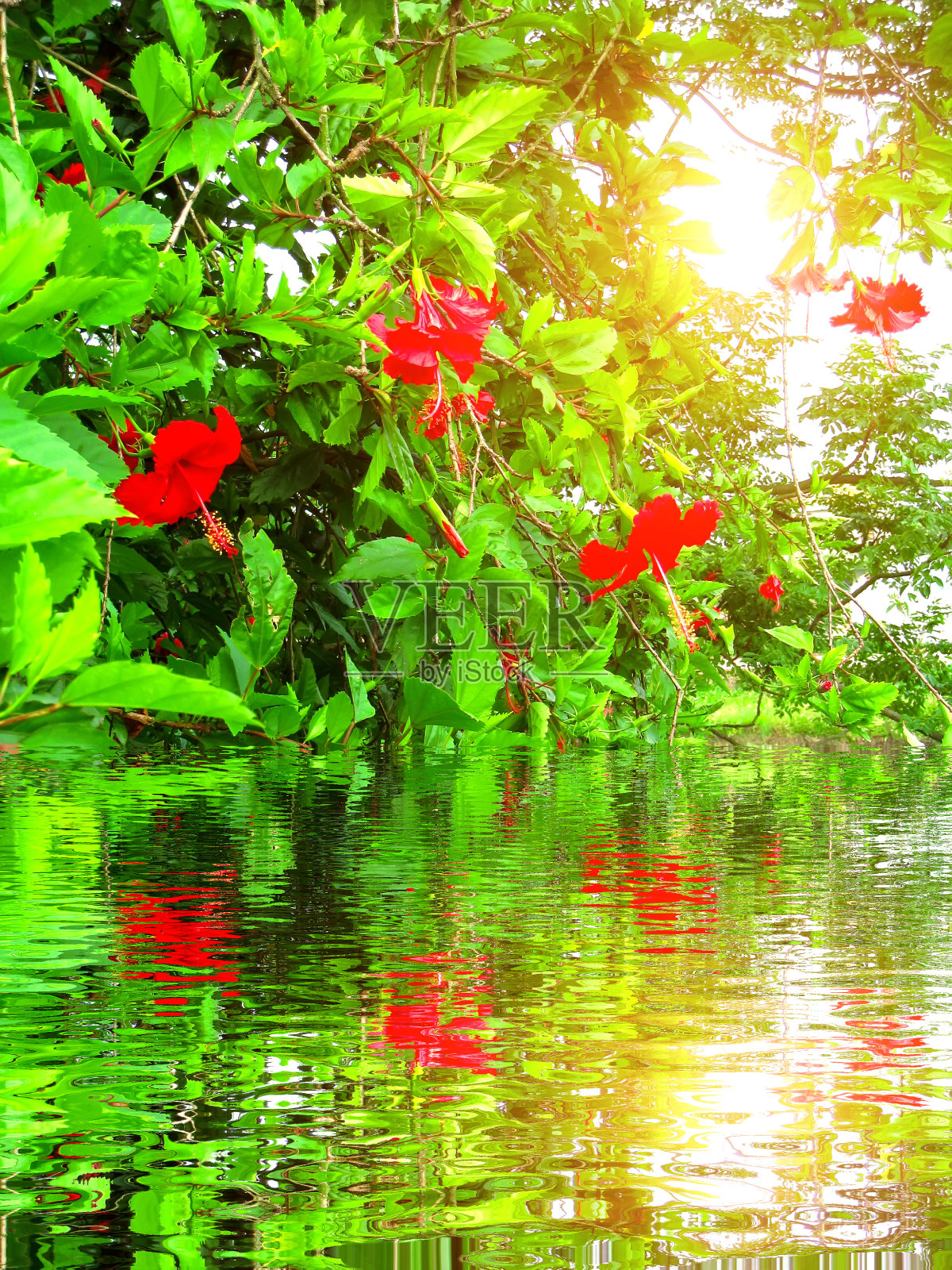 红色的花照片摄影图片