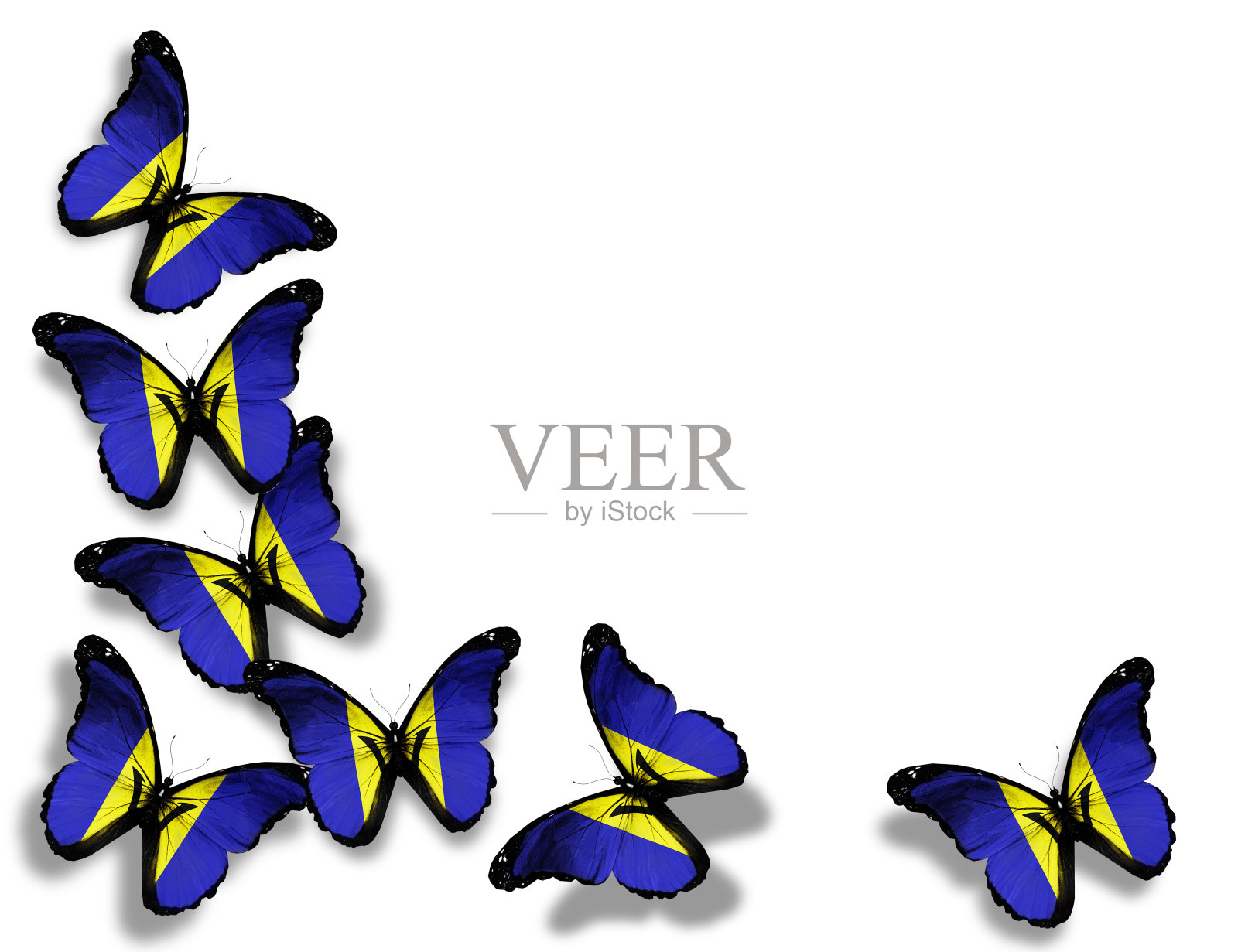 巴巴多斯旗蝴蝶，孤立在白色背景照片摄影图片