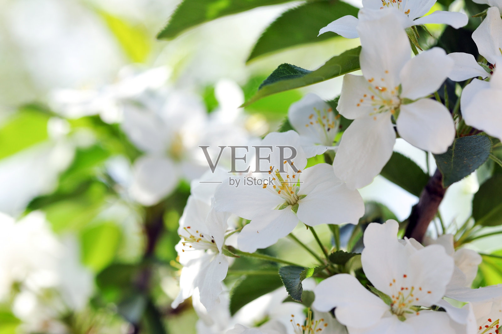 苹果树开花。照片摄影图片