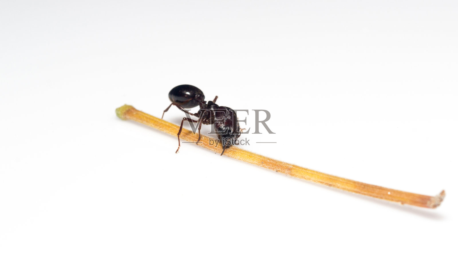 蚂蚁(Pheidole jeton drivs)照片摄影图片