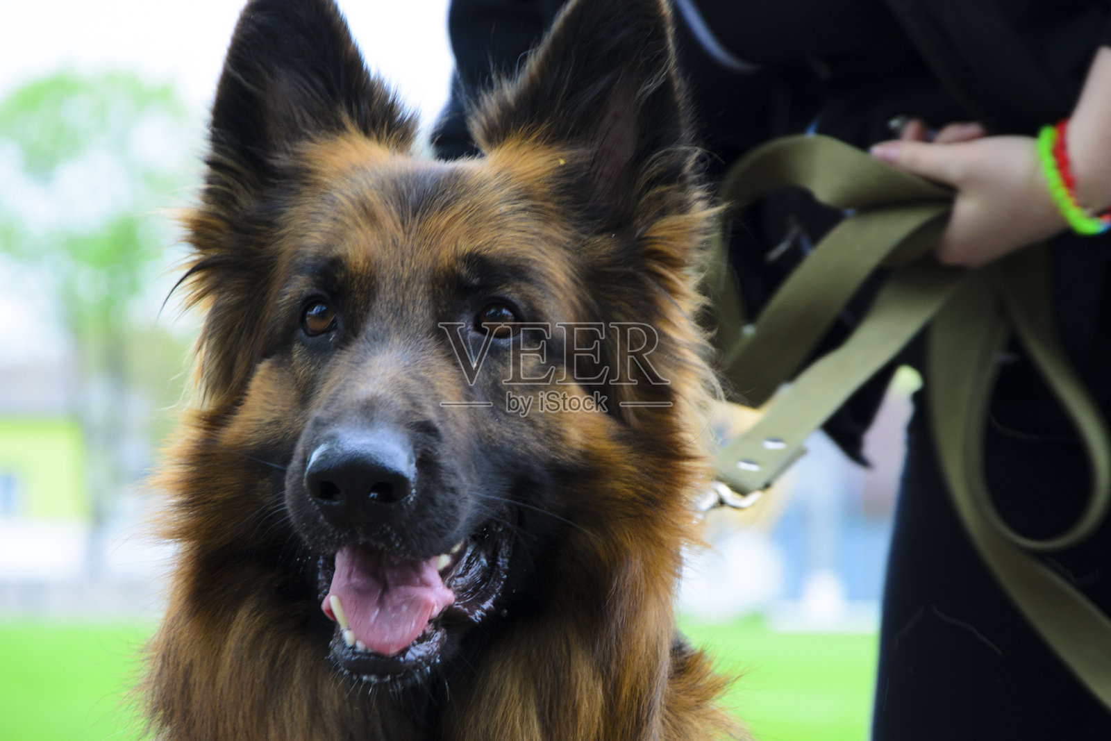 动物照片摄影图片