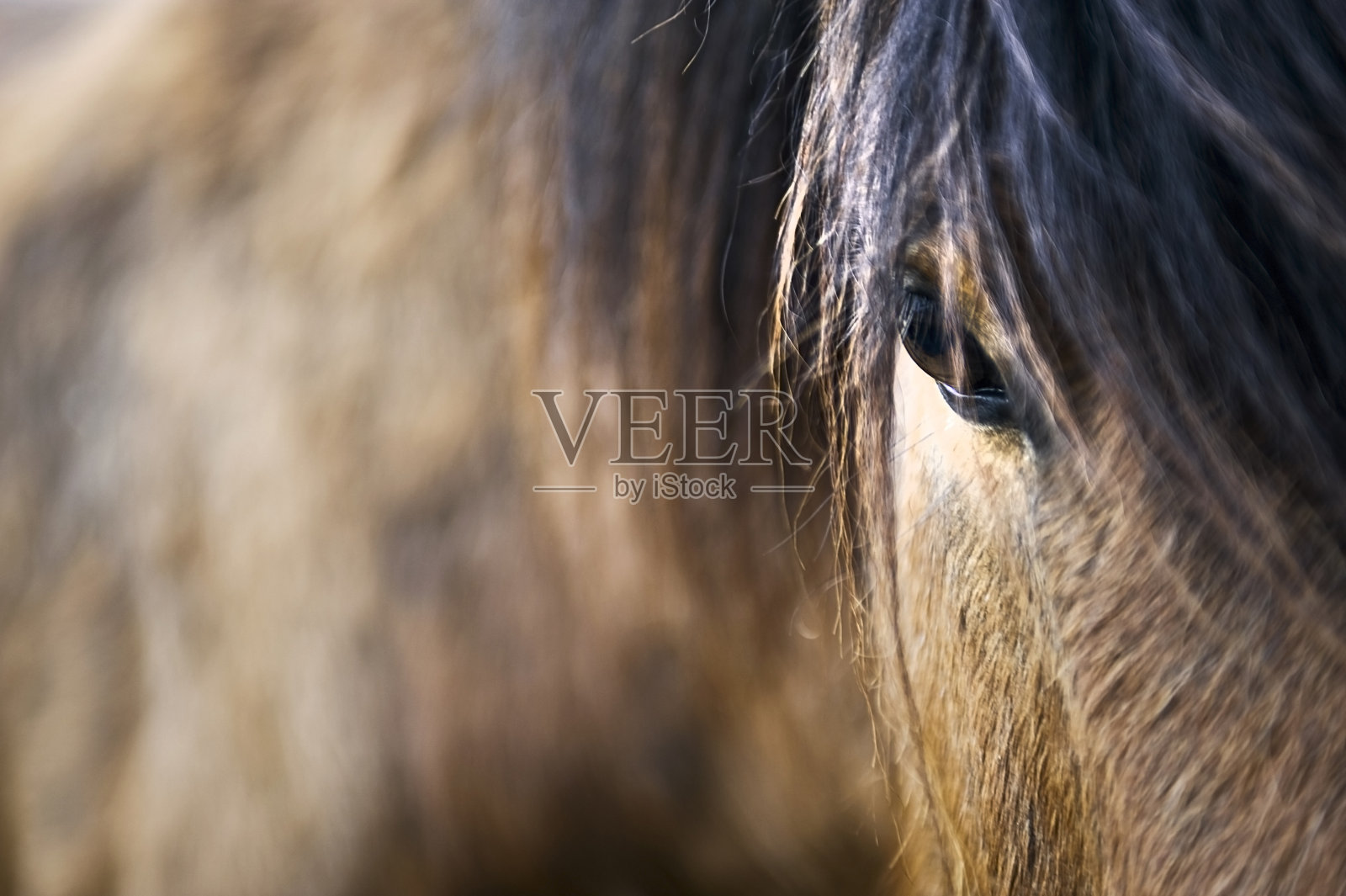 近距离棕色马照片摄影图片