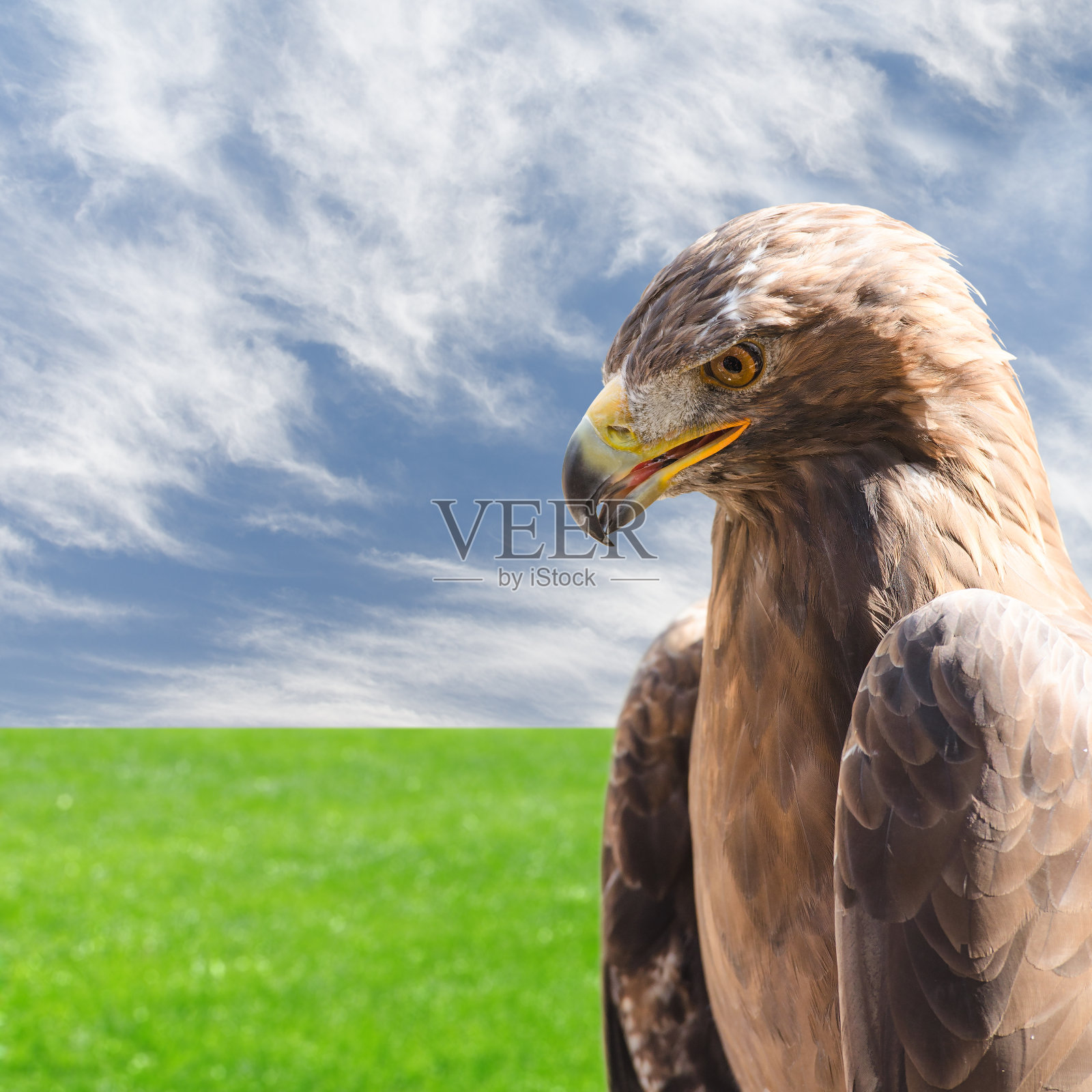 金鹰的垂直侧面像在天空和草地上照片摄影图片