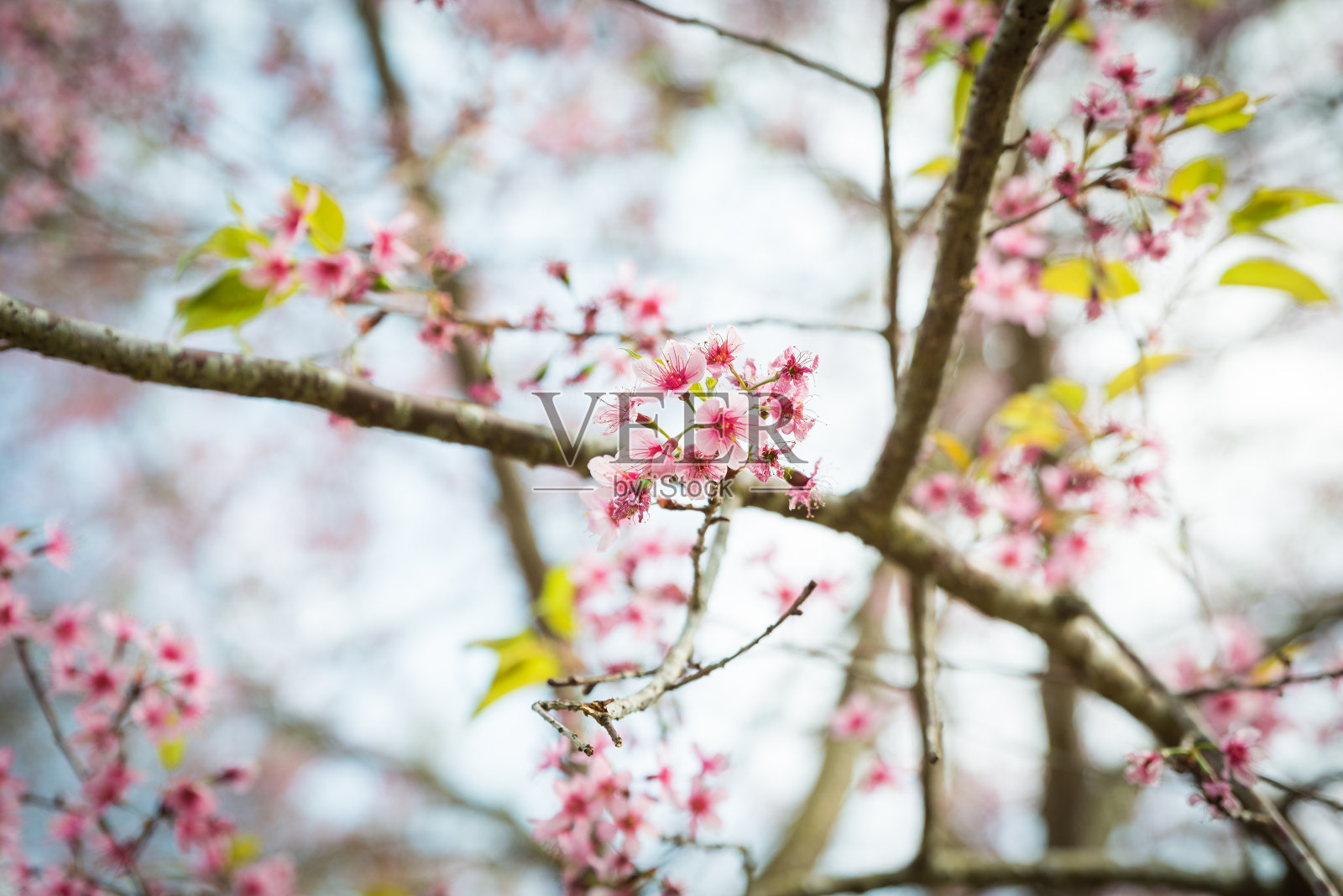 野生喜马拉雅樱花盛开在泰国府洛美罗照片摄影图片