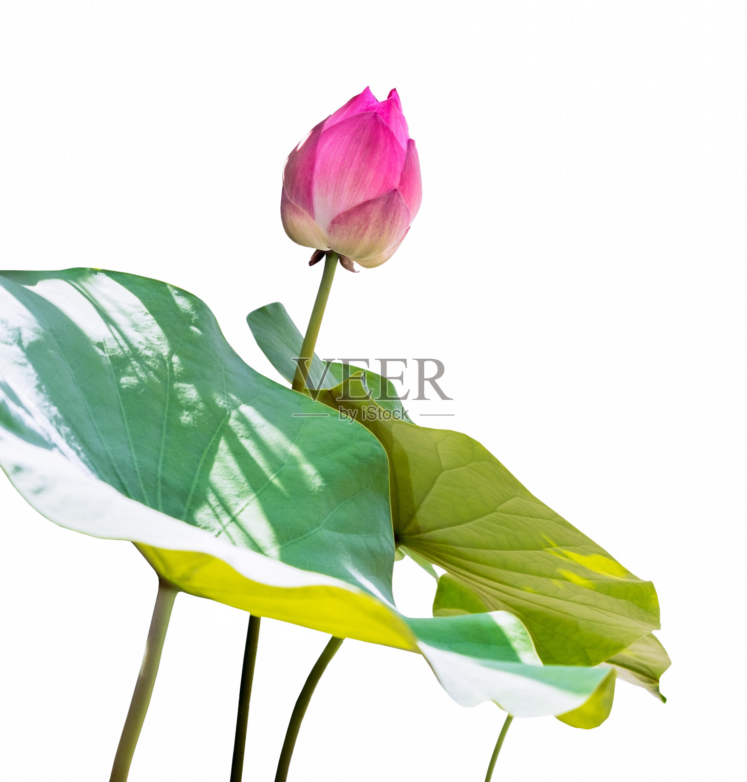 白色背景上的粉色莲花照片摄影图片