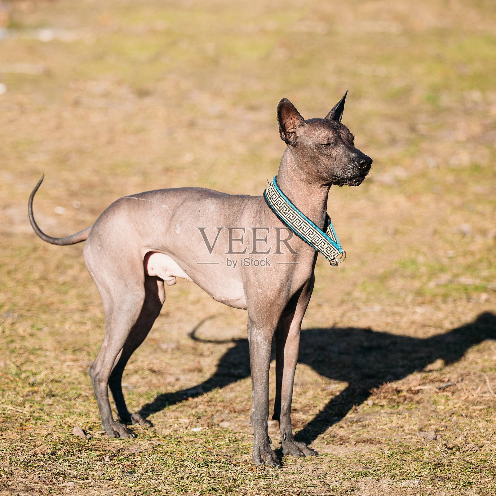 墨西哥无毛犬照片摄影图片