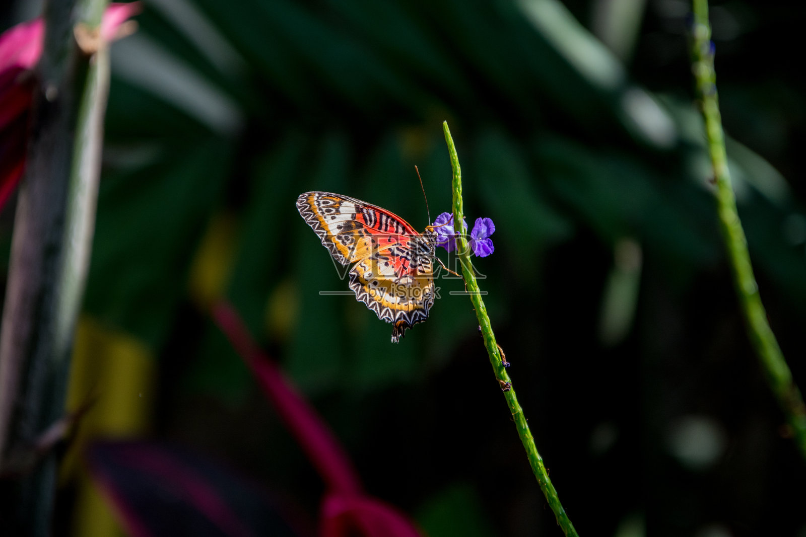 橙色的蝴蝶照片摄影图片