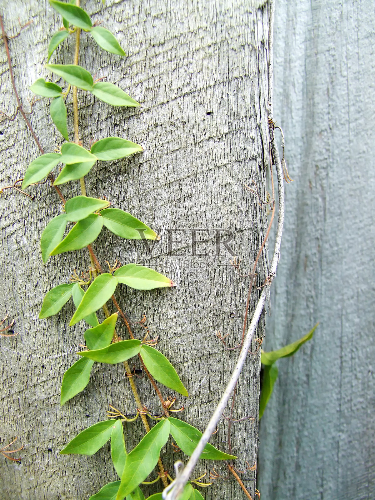 篱笆上的藤蔓照片摄影图片