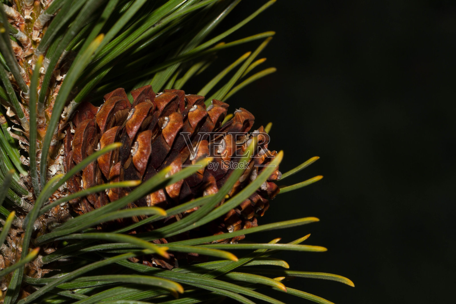 松果照片摄影图片