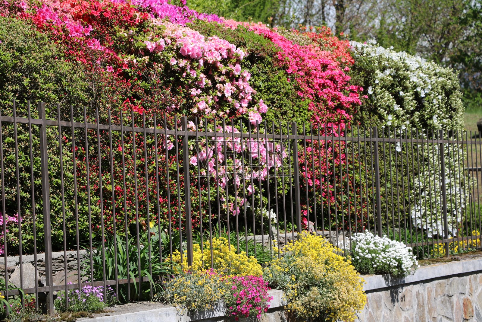 篱笆的界限是盛开的杜鹃花，糖丛和石制草本植物照片摄影图片