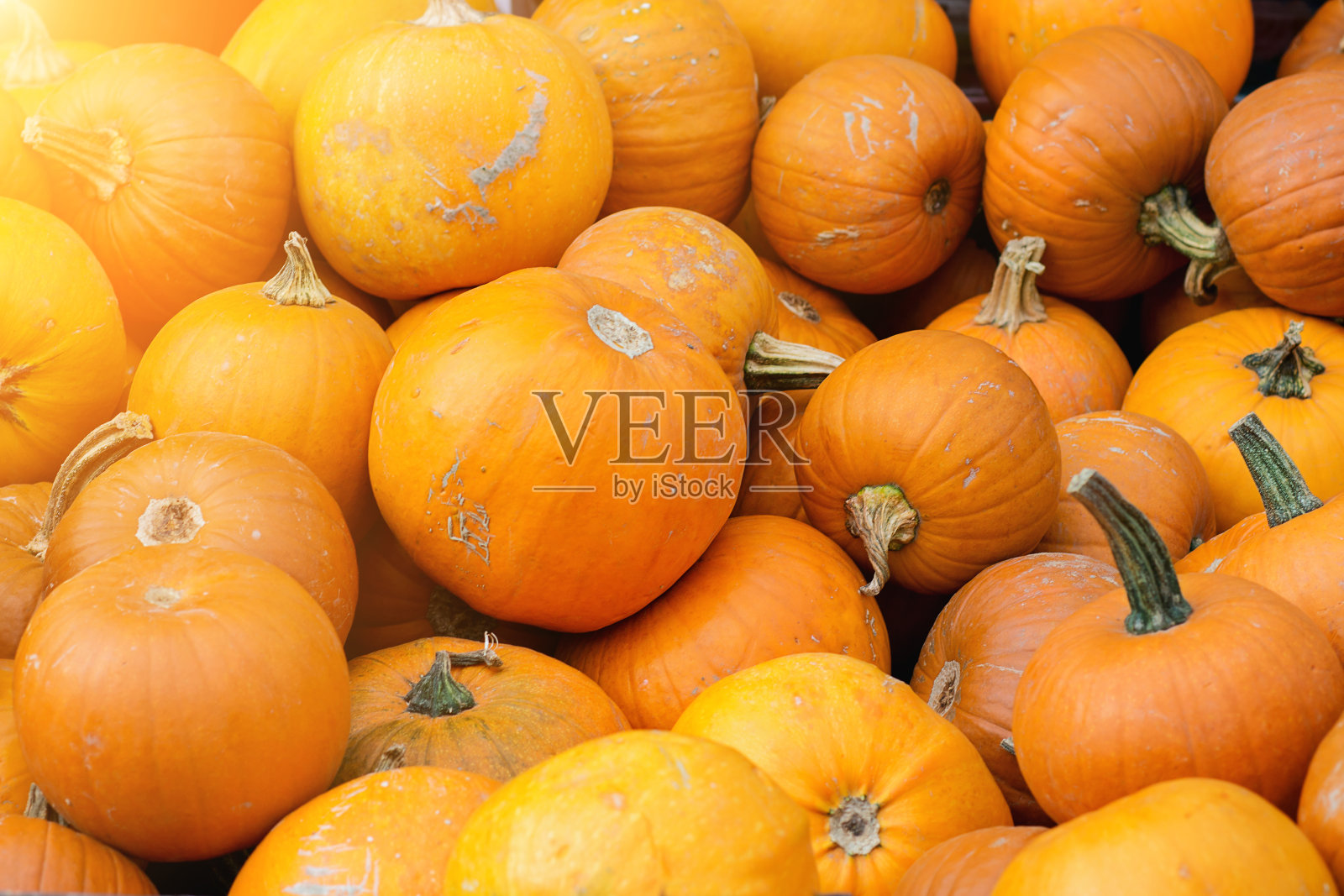 南瓜在市场上的收获照片摄影图片
