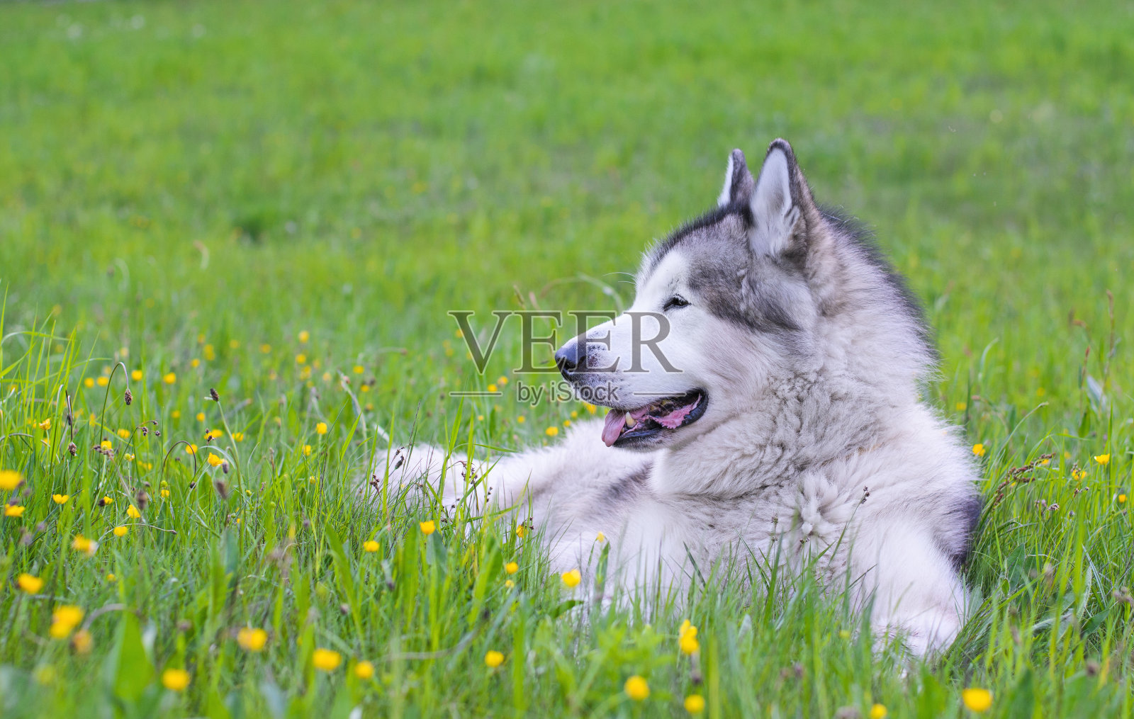 草地上的阿拉斯加雪橇犬照片摄影图片