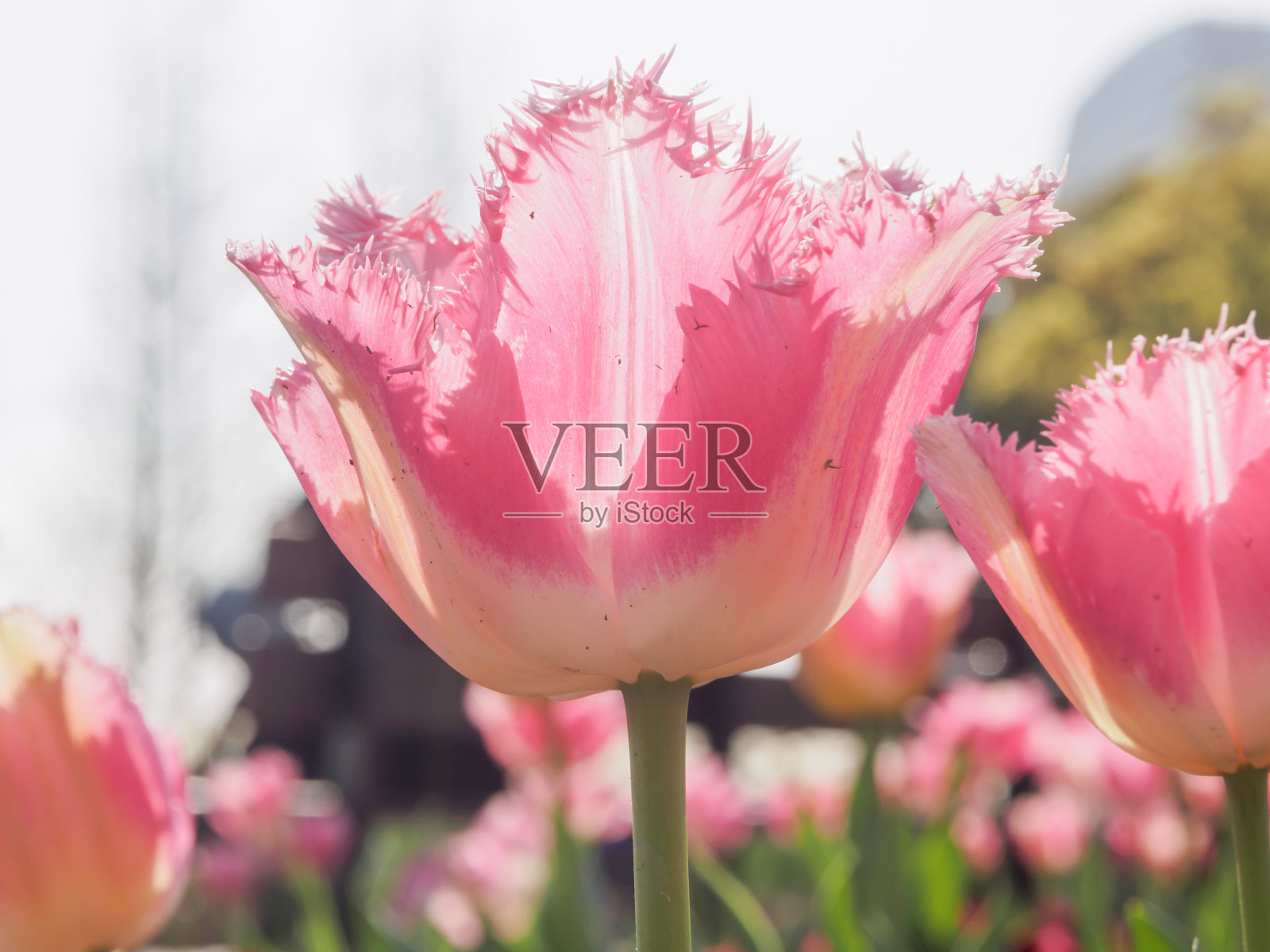 春季花卉系列，花瓣参差不齐的粉红色郁金香照片摄影图片