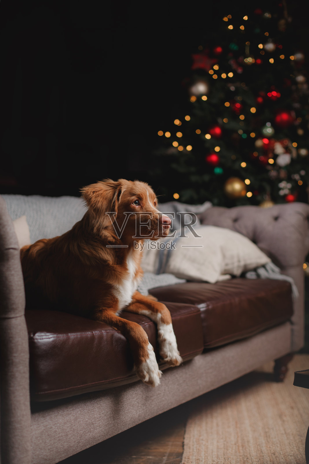 杰克罗素梗和新斯科舍猎鸭寻回犬的节日，照片摄影图片