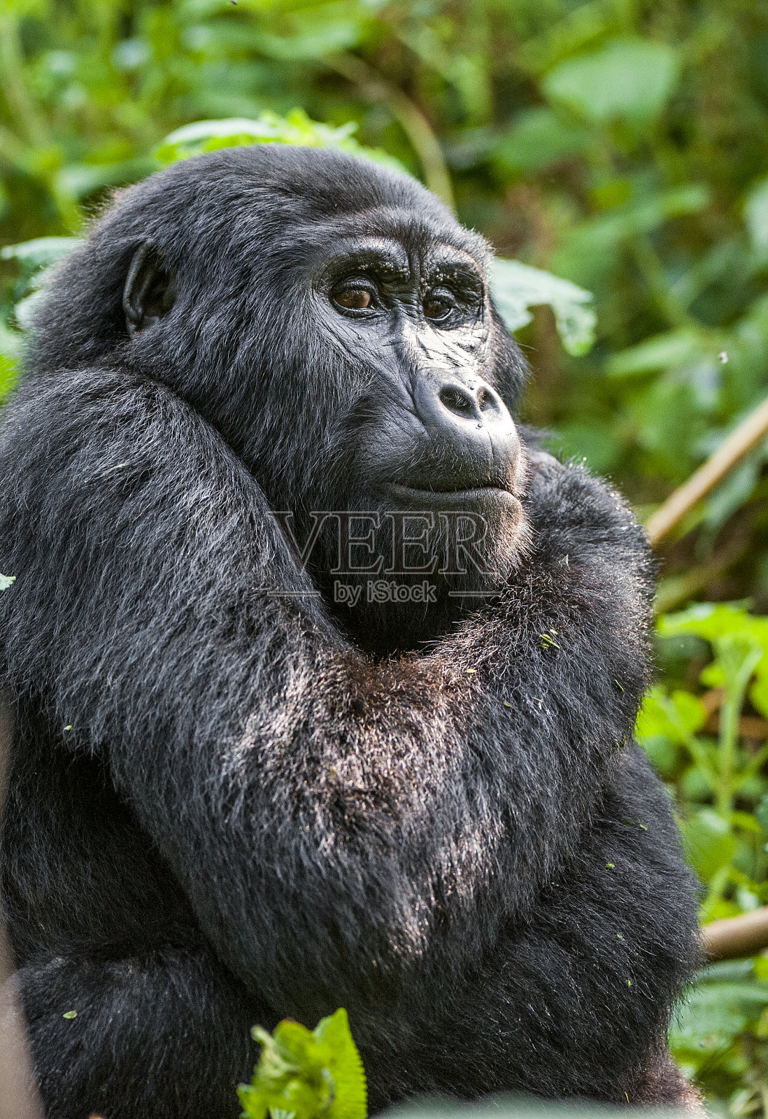 一个山区大猩猩的特写肖像照片摄影图片