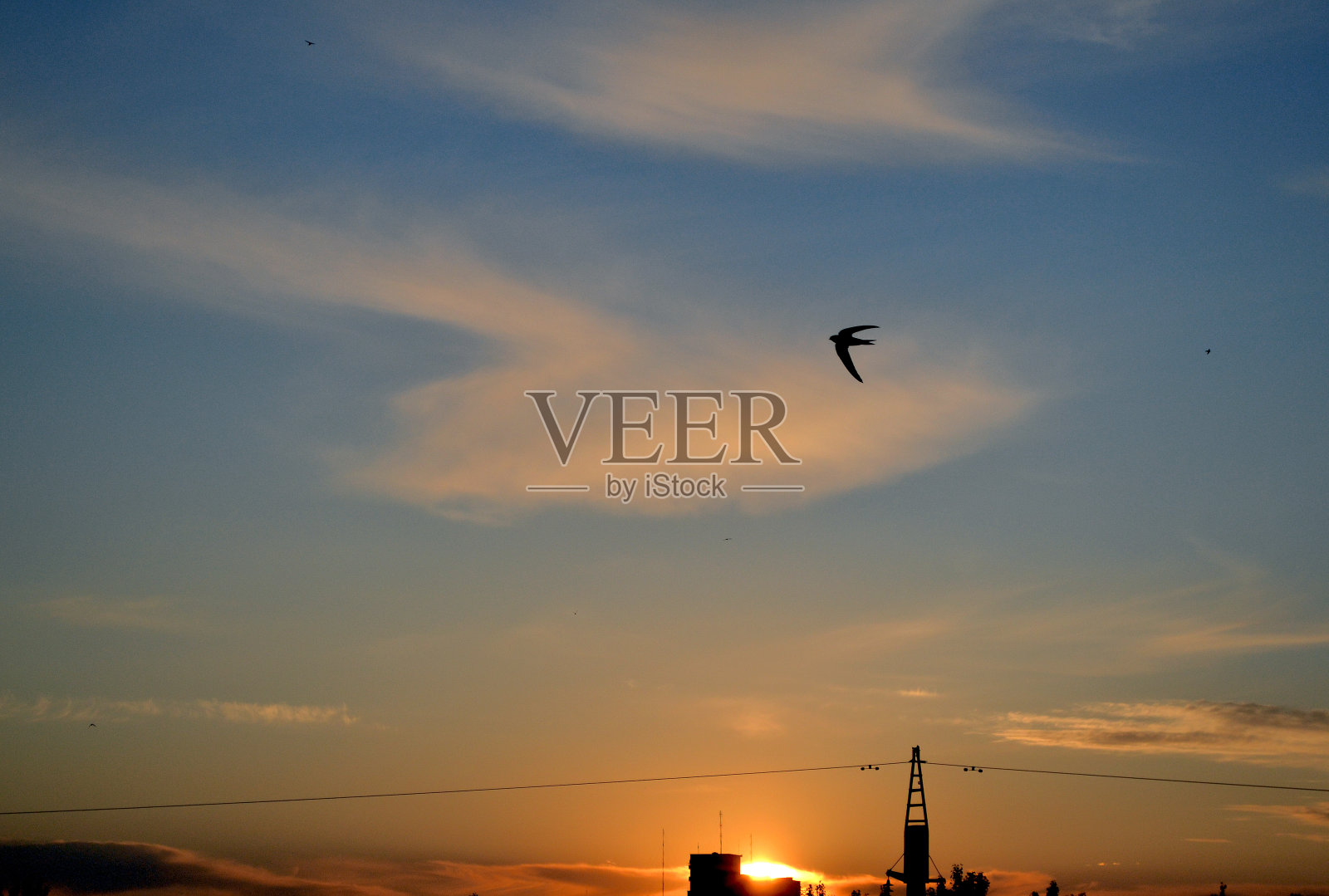 天上的雨燕照片摄影图片