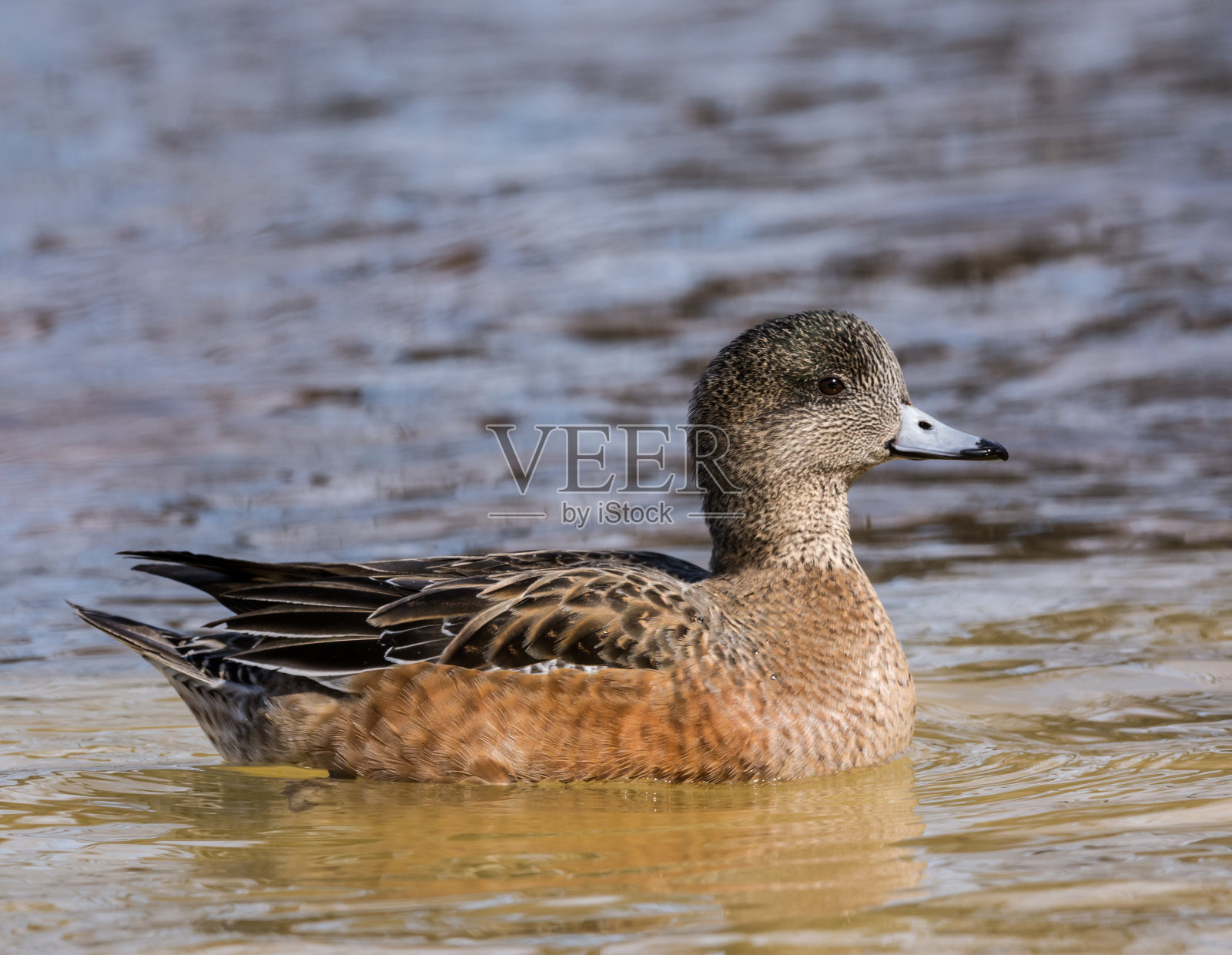 美国女野鸭照片摄影图片