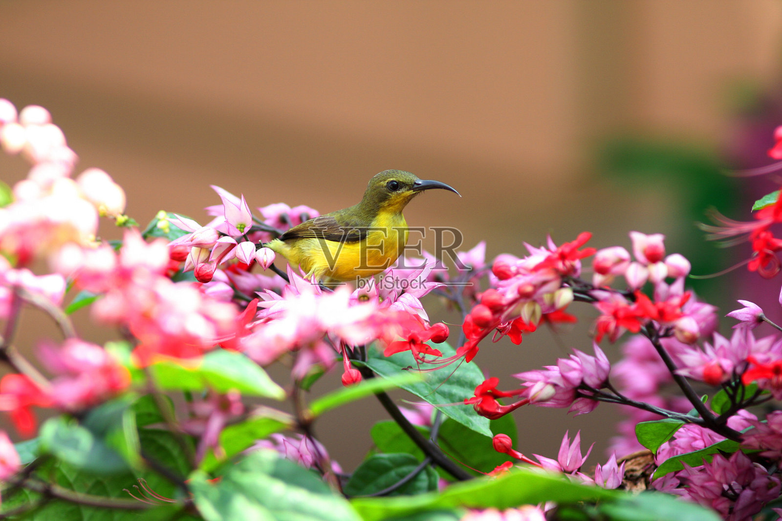 长尾裁缝鸟和白色流血的心照片摄影图片