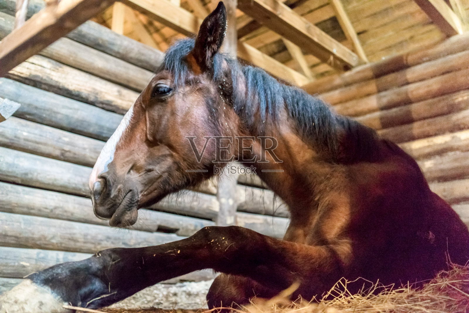 躺在马厩里的木马上照片摄影图片