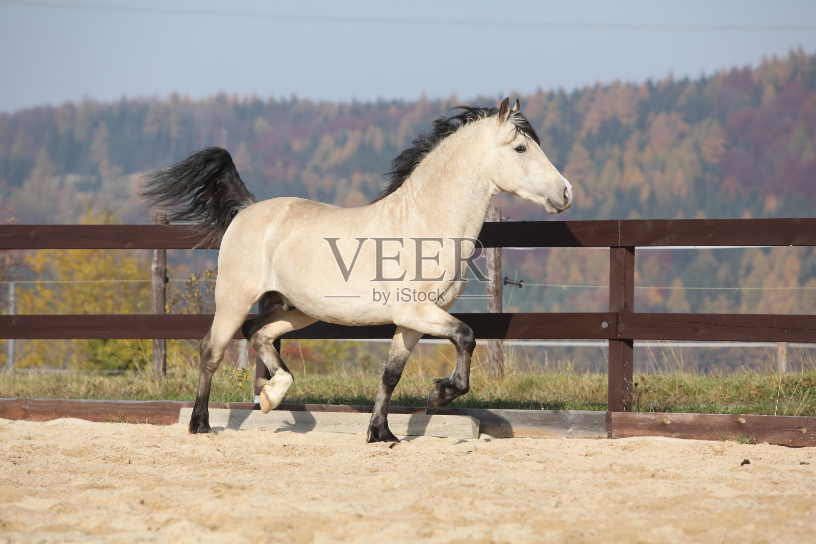 惊人的威尔士雄天鹅奔跑照片摄影图片
